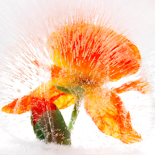 Frozen Poppy by BRIG